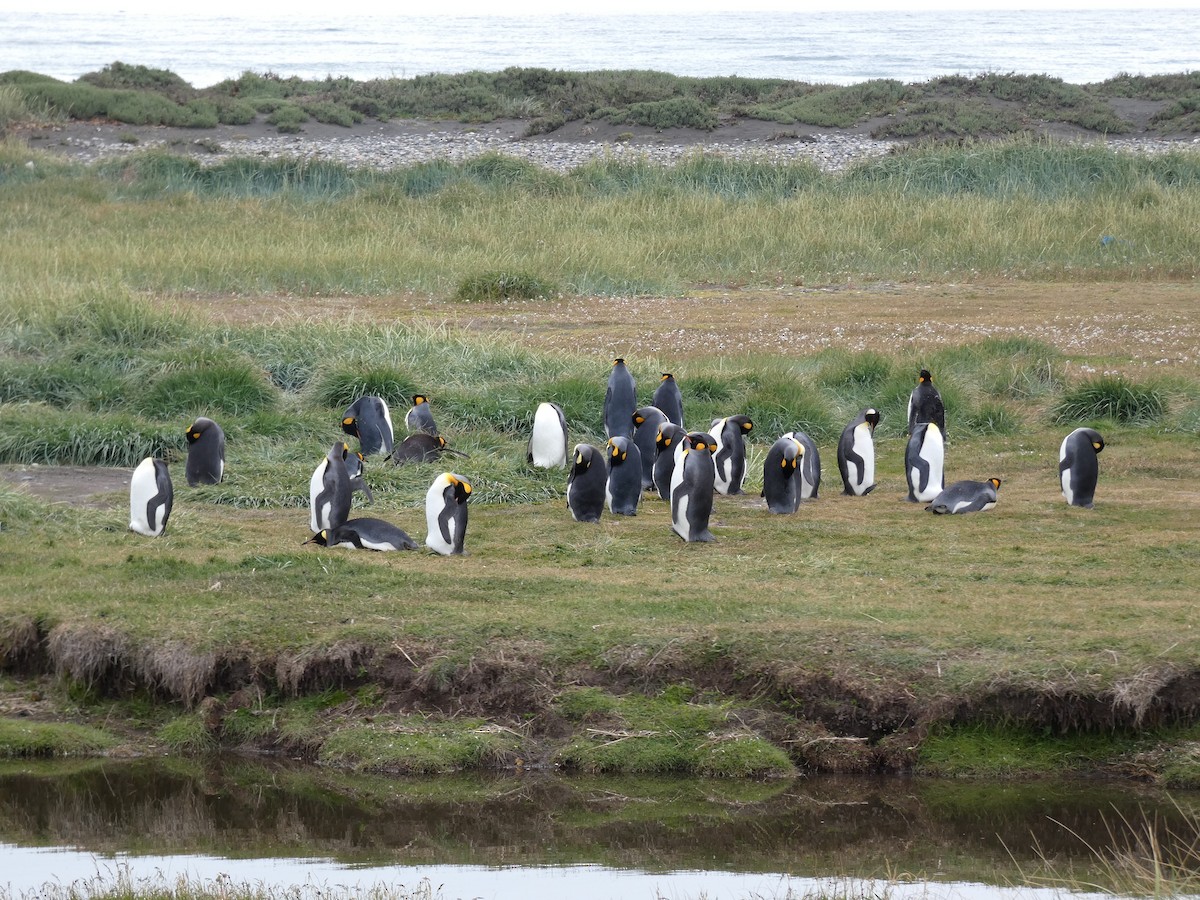 King Penguin - ML638799569