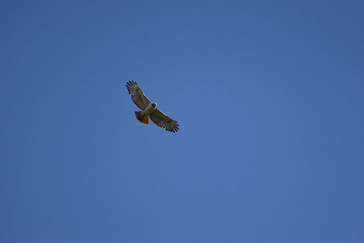 Red-tailed Hawk - ML638799579
