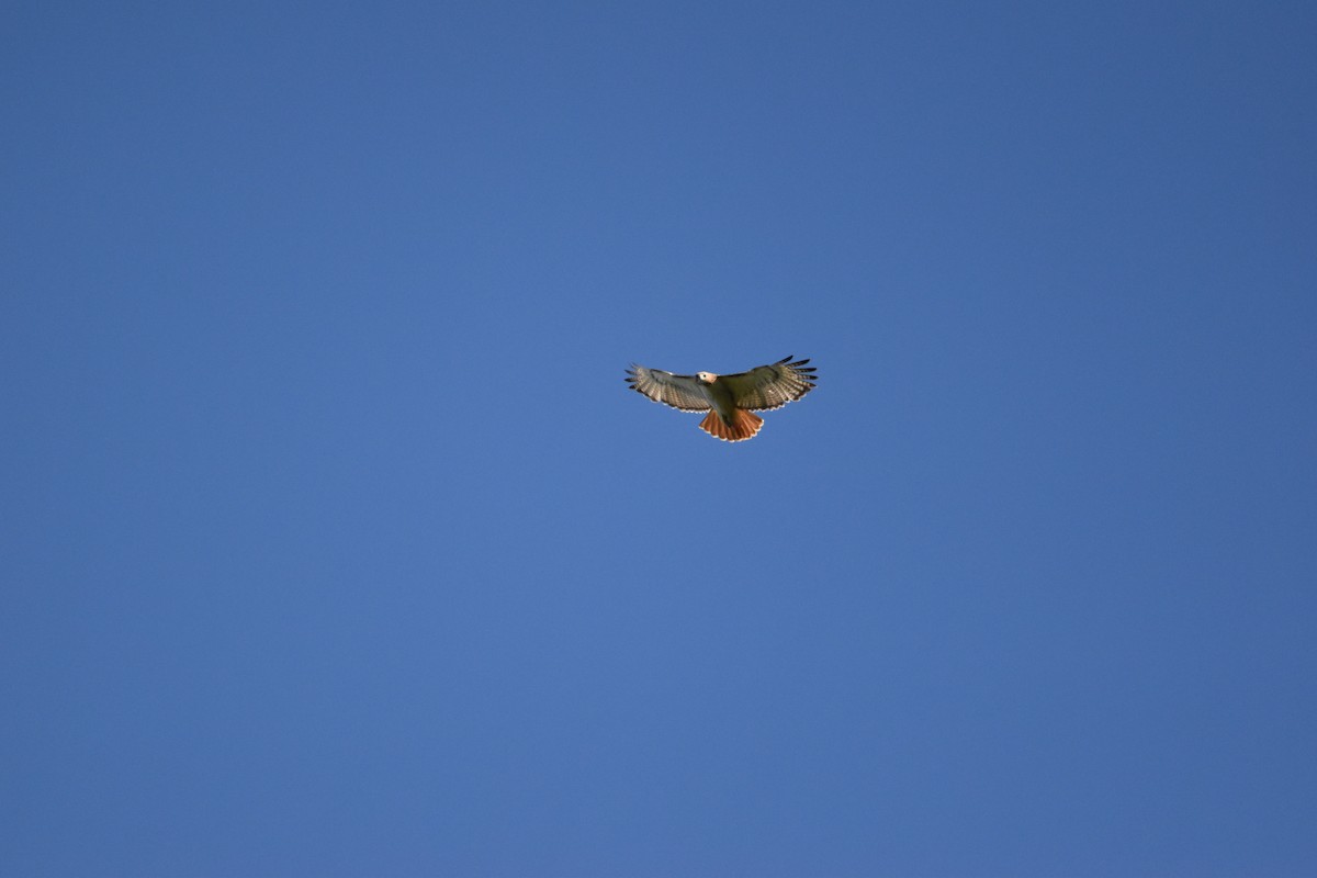 Red-tailed Hawk - ML638799582