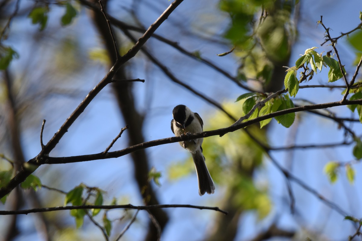 Black-capped Chickadee - ML638799626