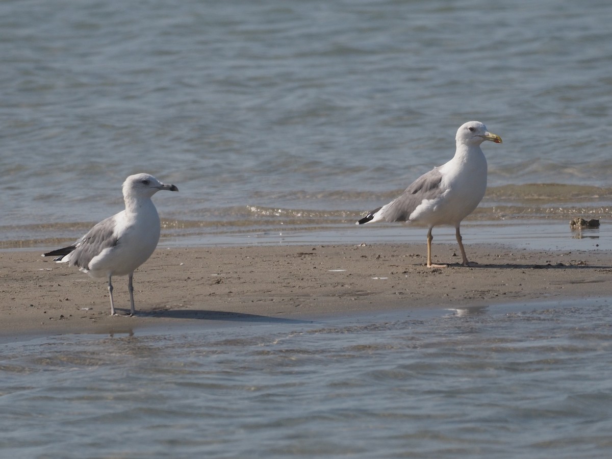 Lesser Black-backed Gull - ML638799650