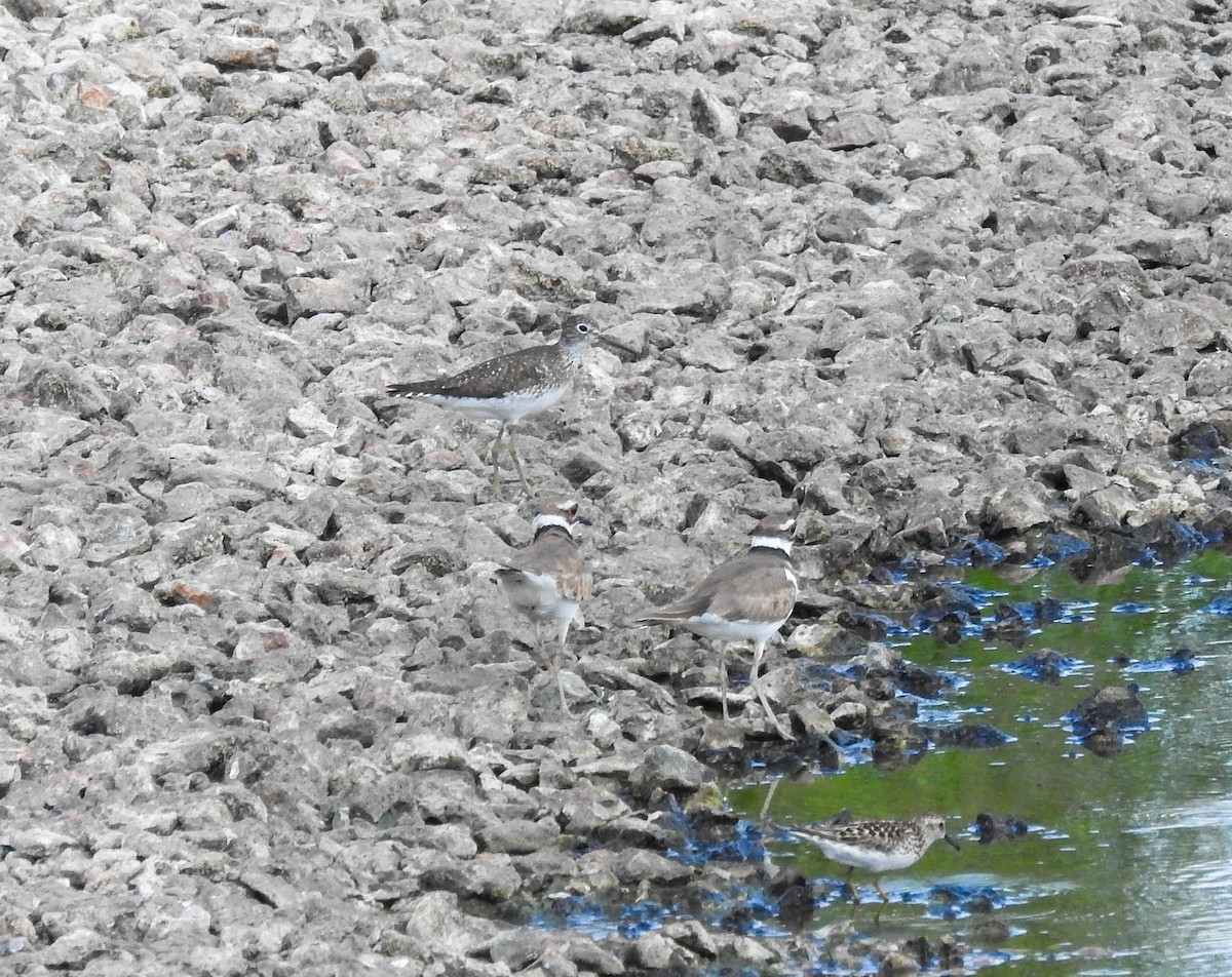 Solitary Sandpiper - ML638799668