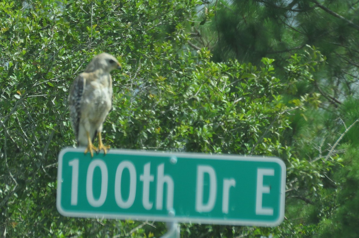 Red-shouldered Hawk - ML638799673
