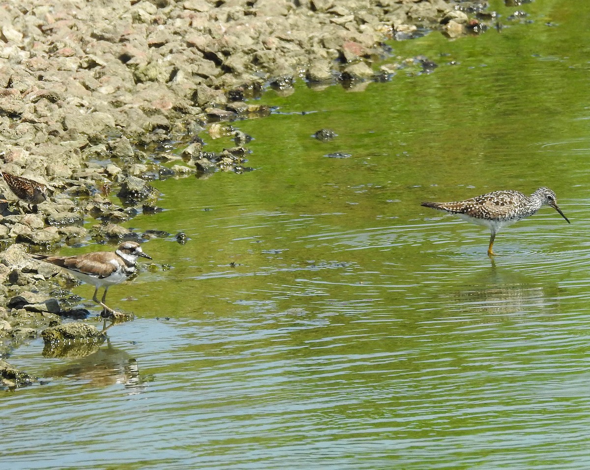 Lesser Yellowlegs - ML638799681