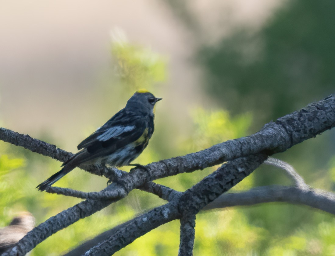 Yellow-rumped Warbler - ML638799687