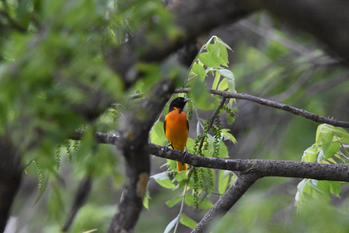 Baltimore Oriole - ML638799714