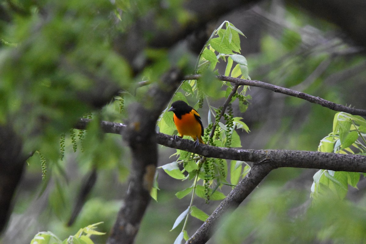 Baltimore Oriole - ML638799715