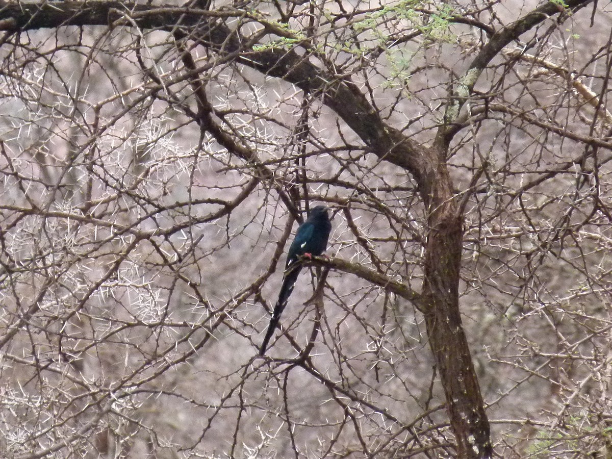 Black-billed Woodhoopoe - ML638799717