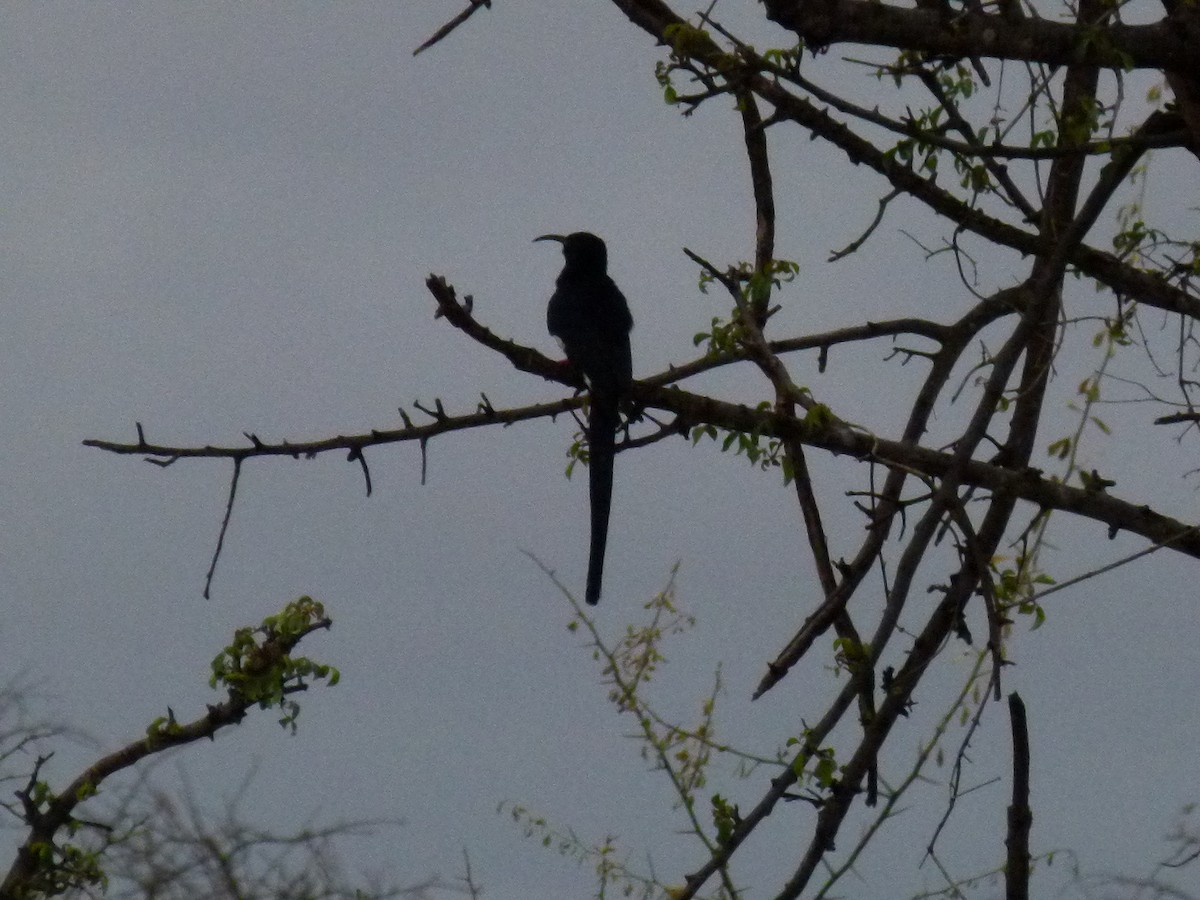Black-billed Woodhoopoe - ML638799718