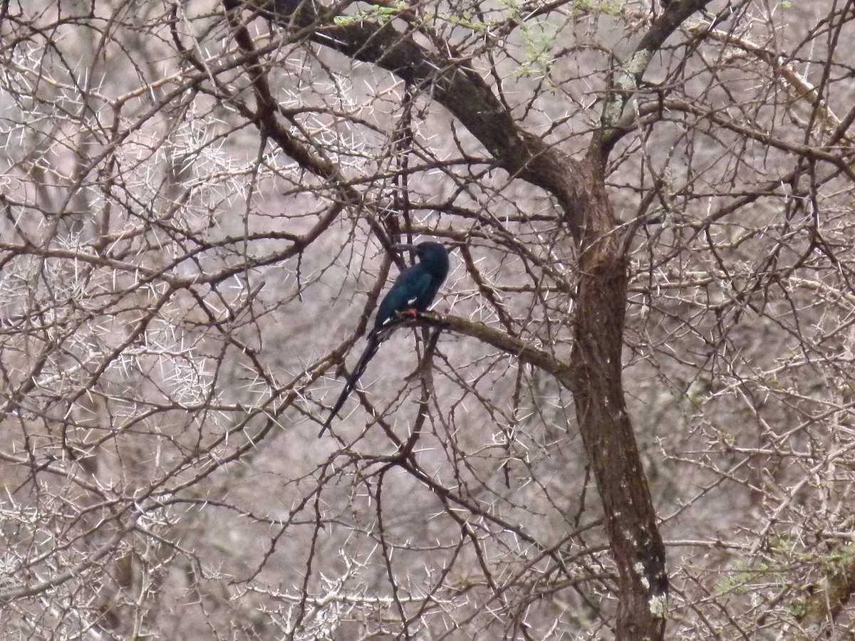Black-billed Woodhoopoe - ML638799719