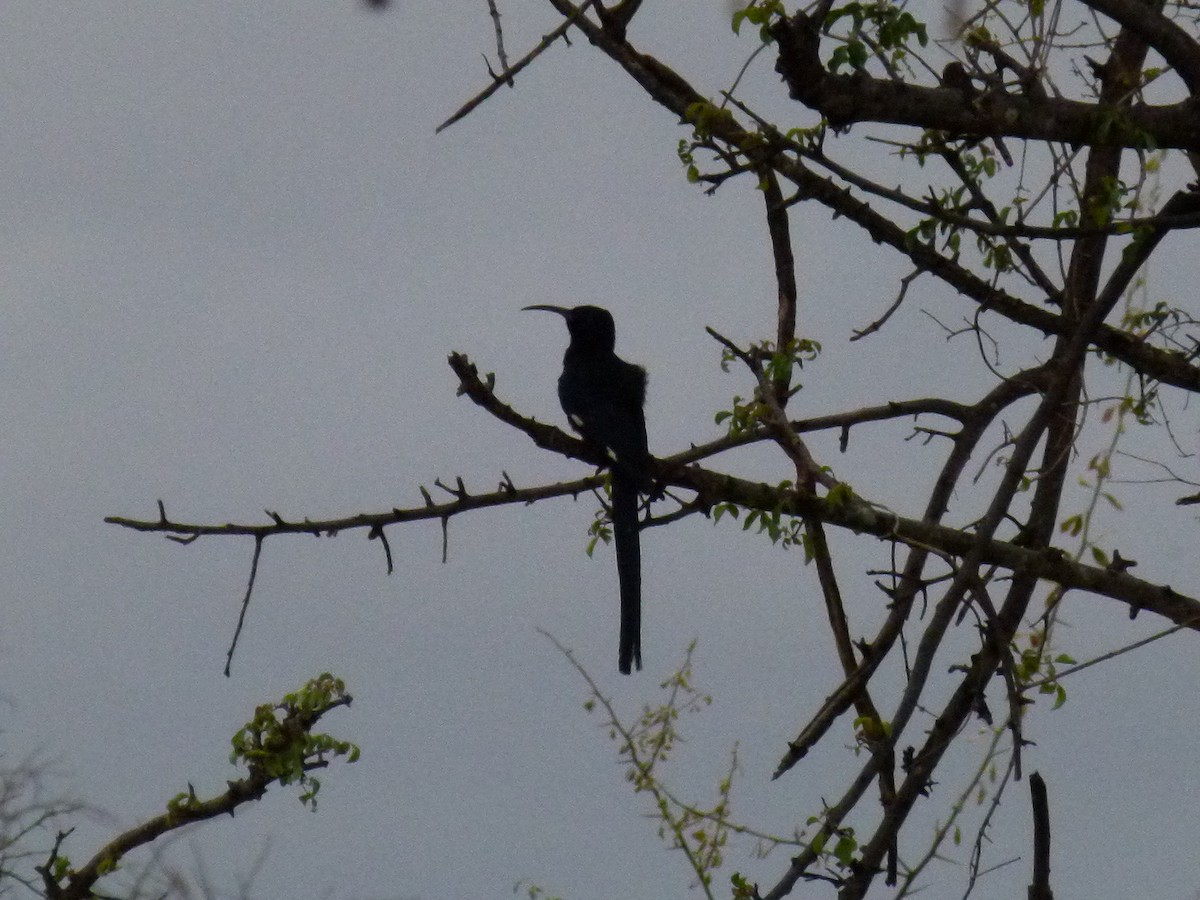 Black-billed Woodhoopoe - ML638799720