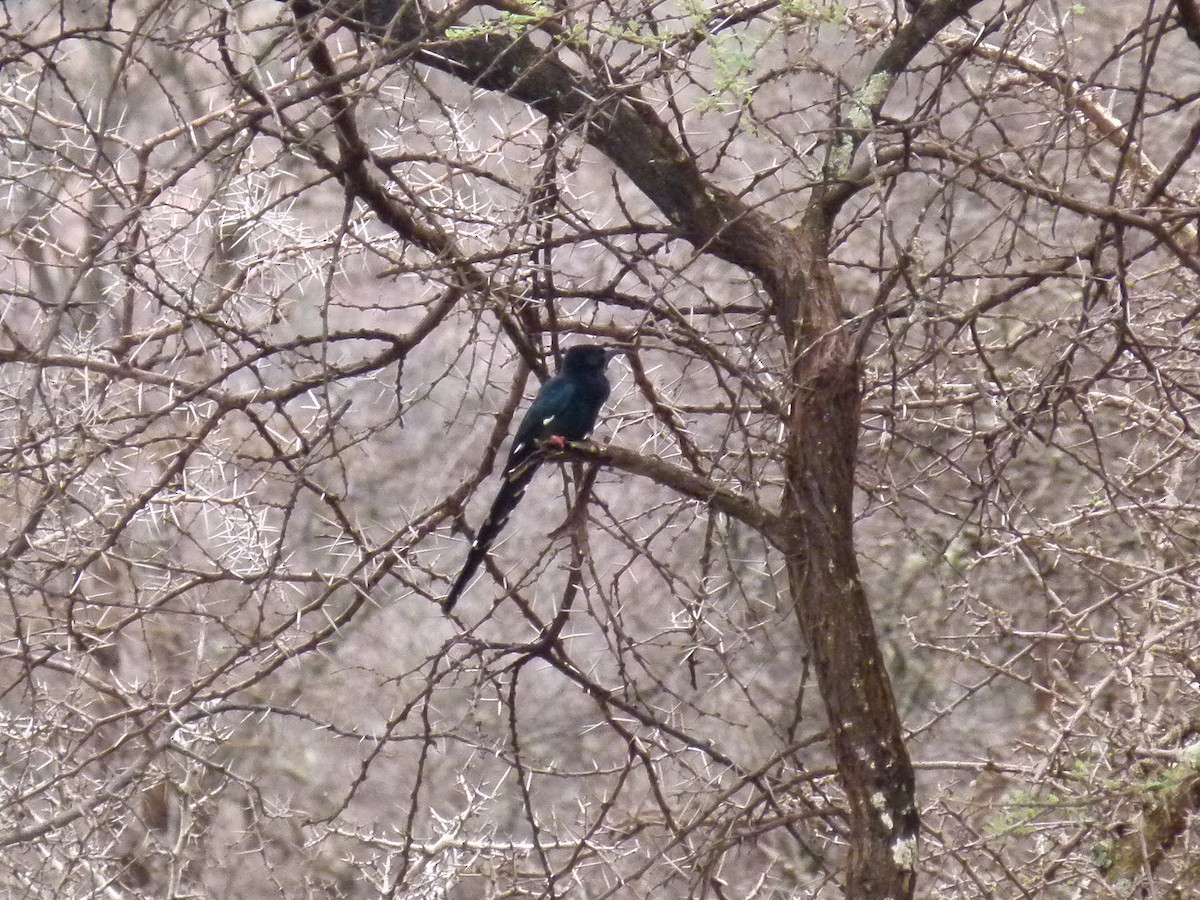 Black-billed Woodhoopoe - ML638799721
