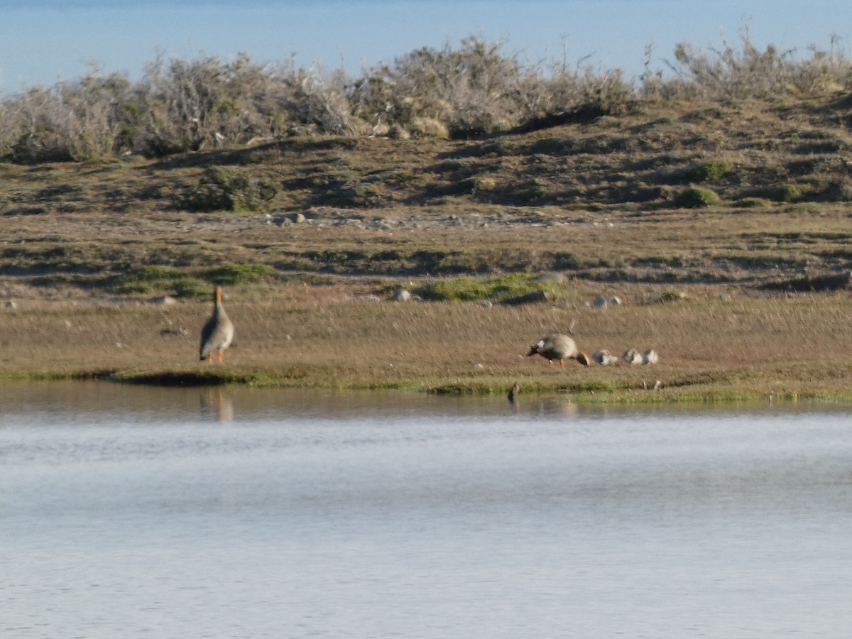 Ruddy-headed Goose - ML638799744