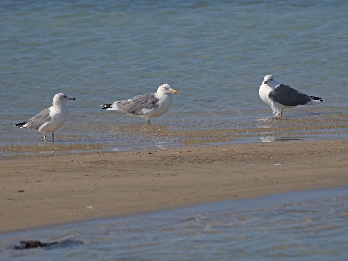 Lesser Black-backed Gull - ML638799801