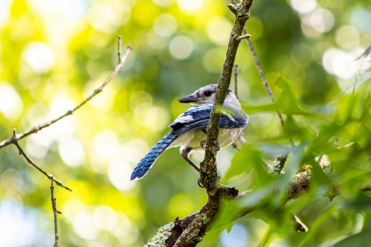 Blue Jay - ML638799807