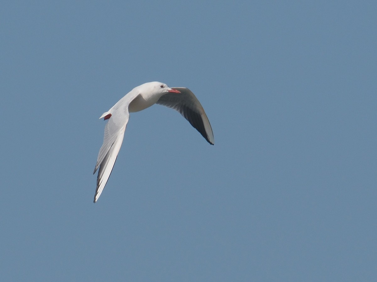 Slender-billed Gull - ML638799808