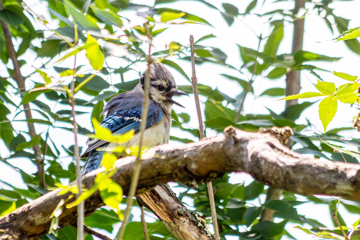 Blue Jay - ML638799812