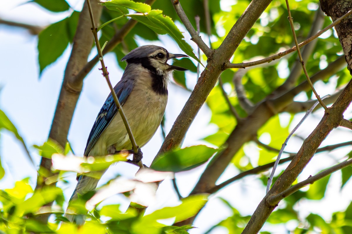 Blue Jay - ML638799814