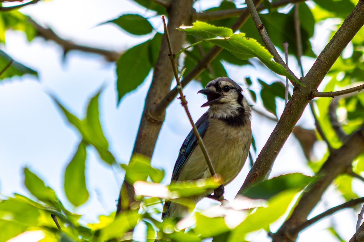 Blue Jay - ML638799815