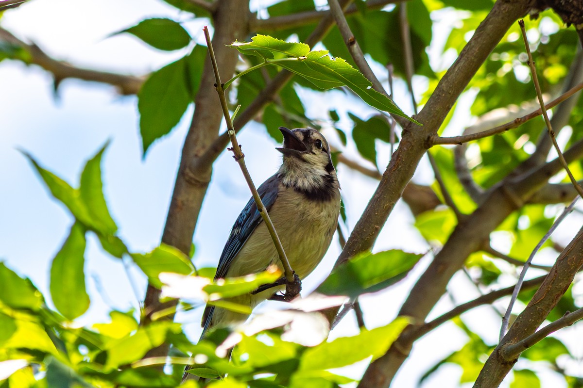 Blue Jay - ML638799816