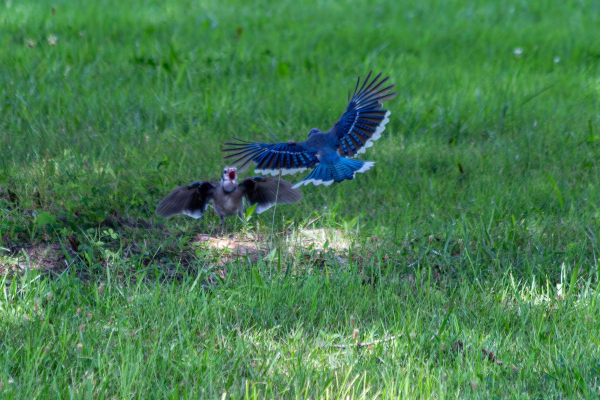 Blue Jay - ML638799820