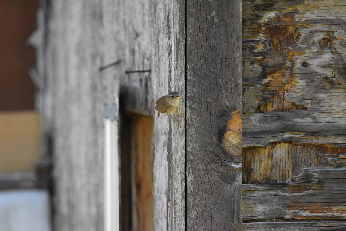 Northern House Wren - ML638799832