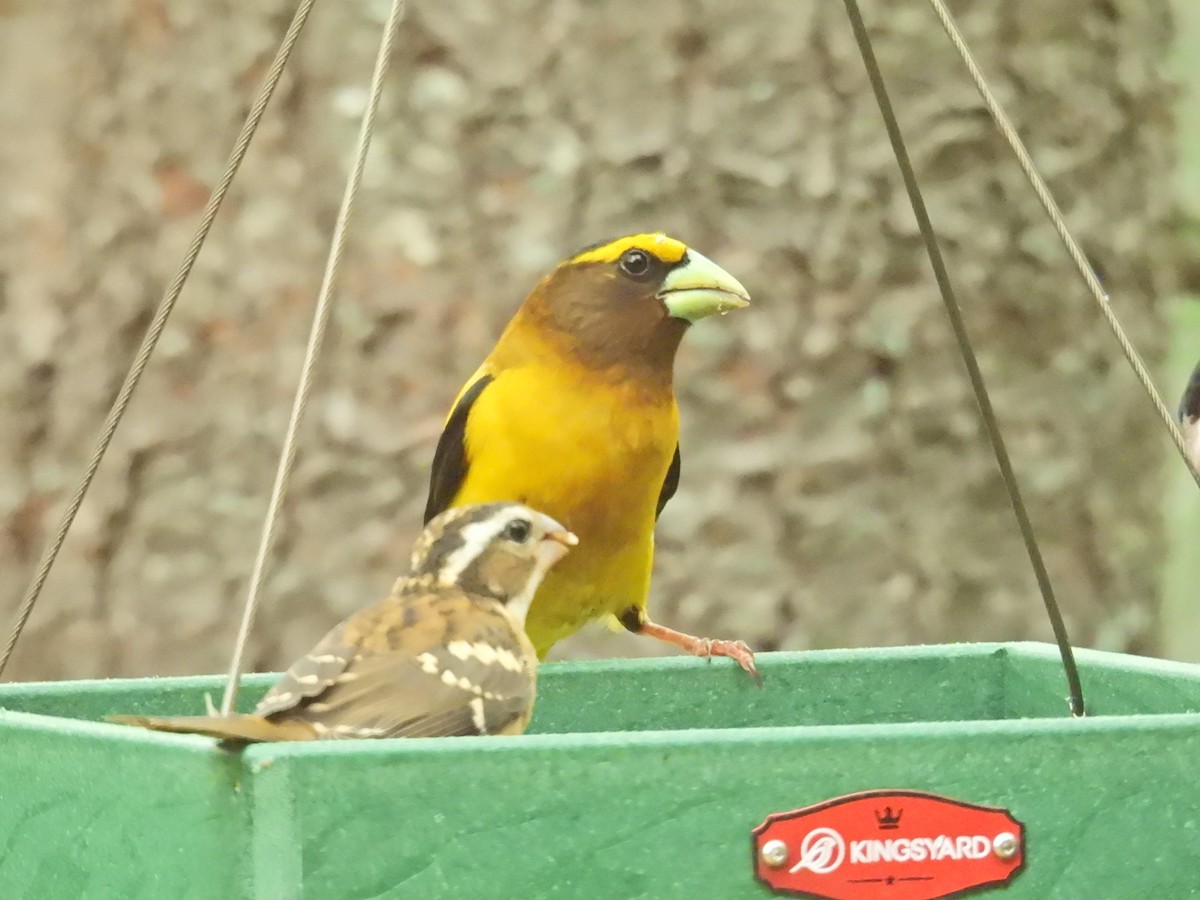 Evening Grosbeak - ML638799841