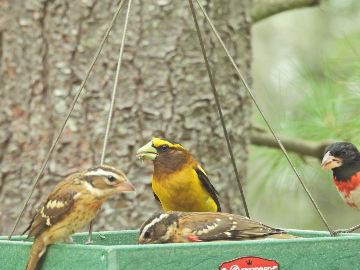 Evening Grosbeak - ML638799842