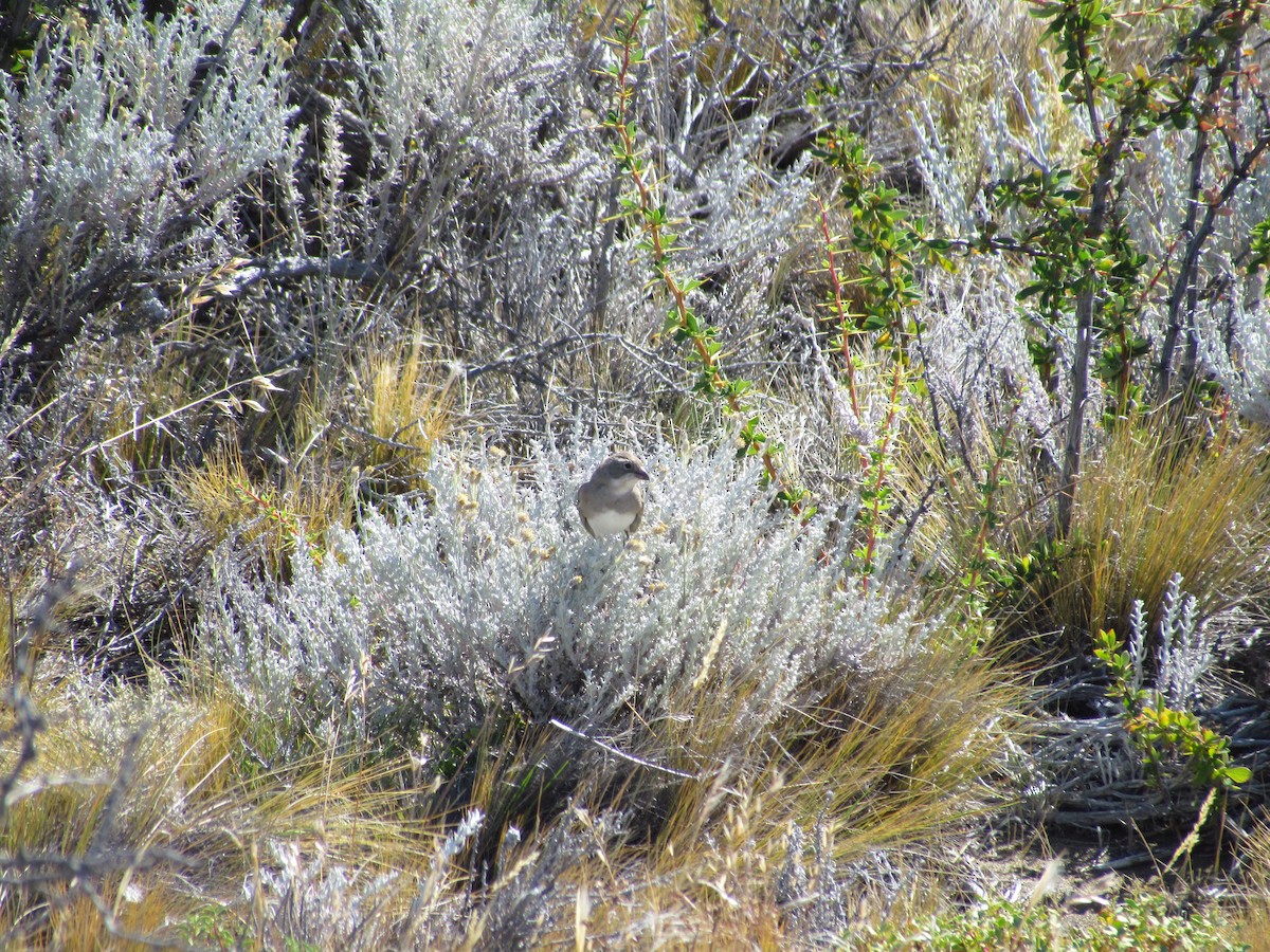 Diuca Finch - ML638799903