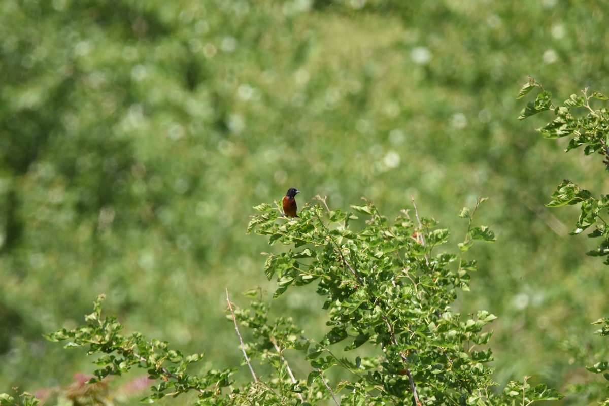 Orchard Oriole - ML638799909