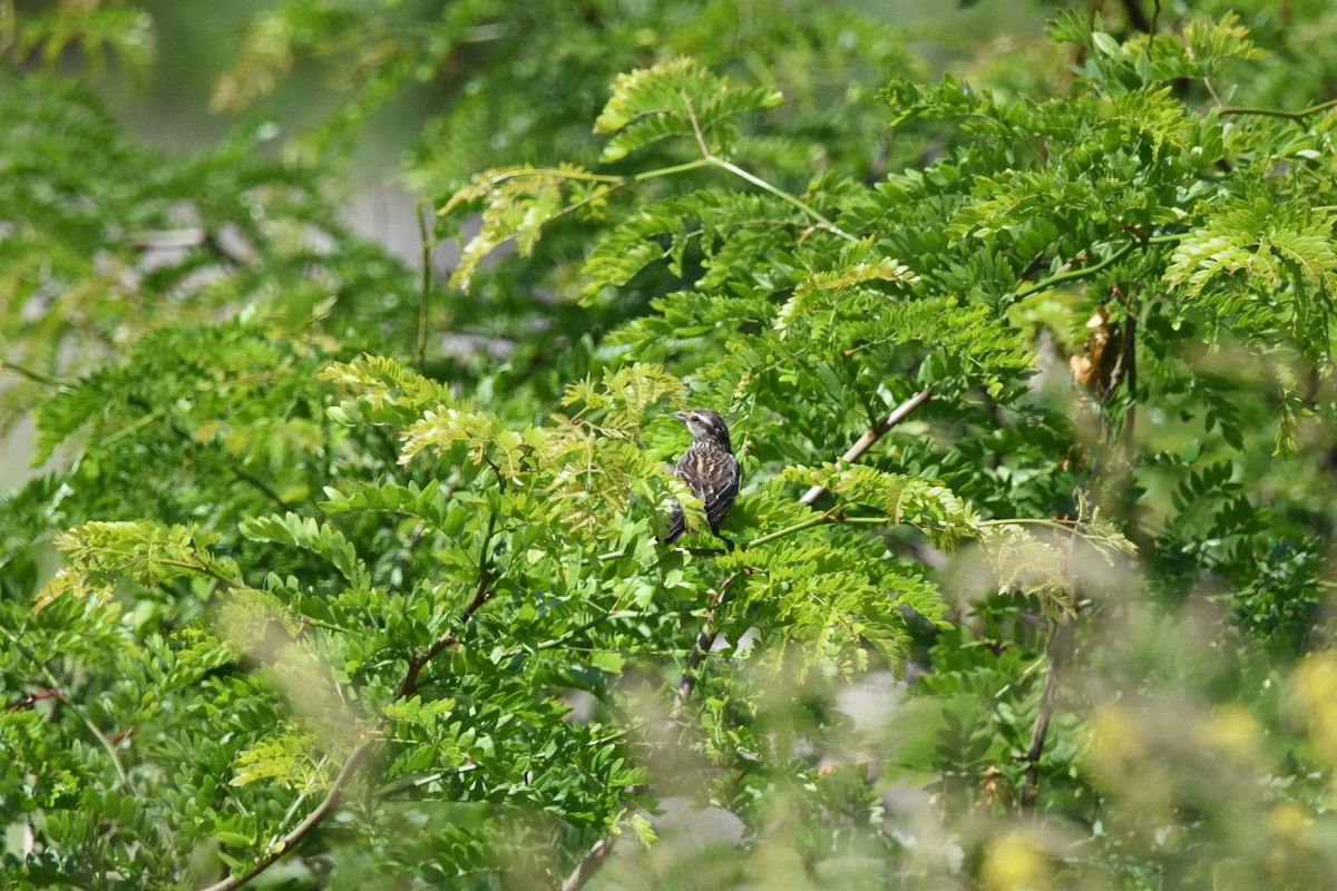 Red-winged Blackbird - ML638799927