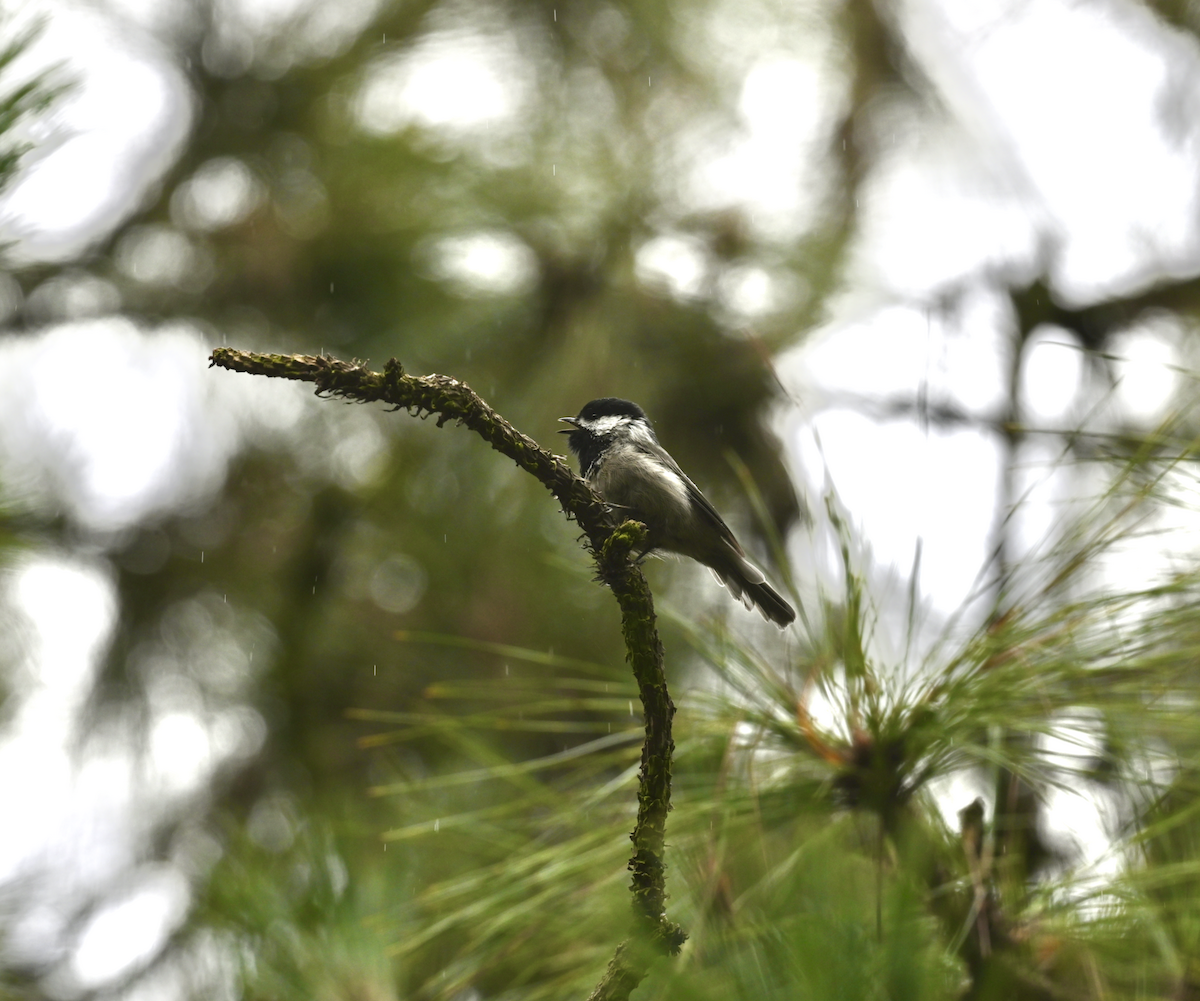 Mexican Chickadee - ML638799972