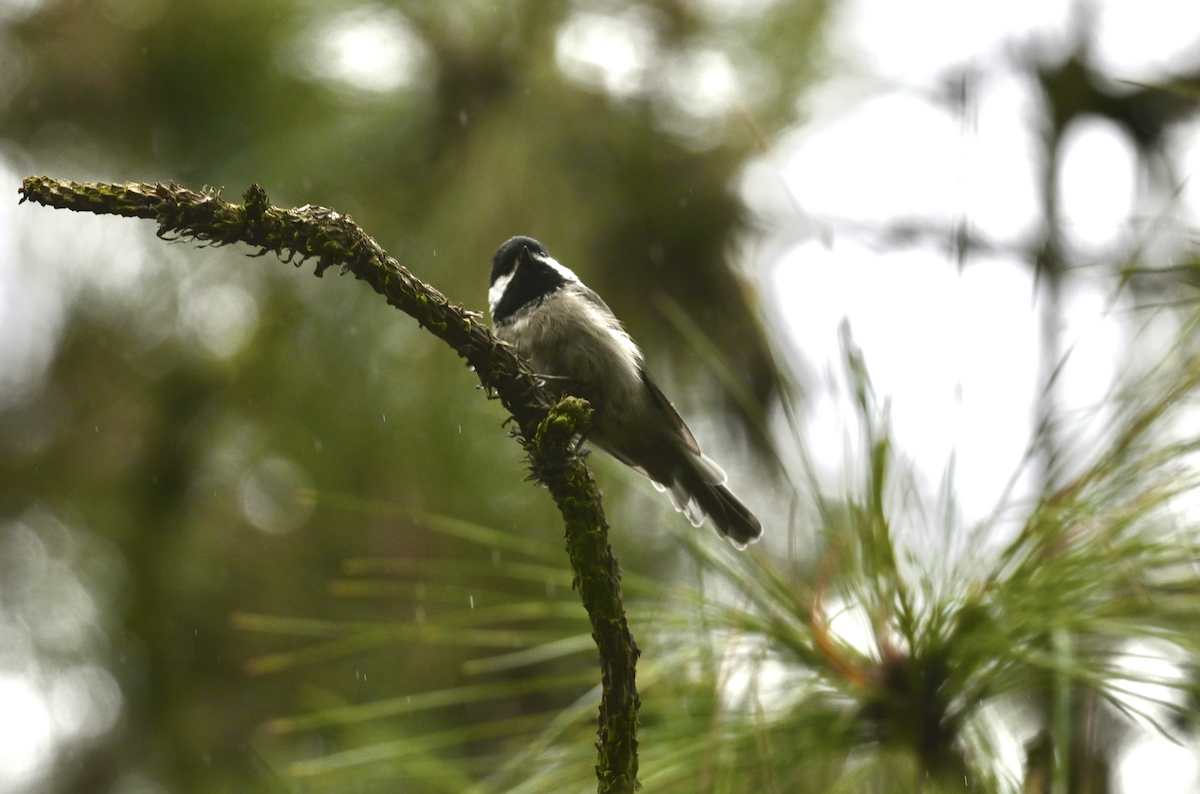 Mexican Chickadee - ML638799973
