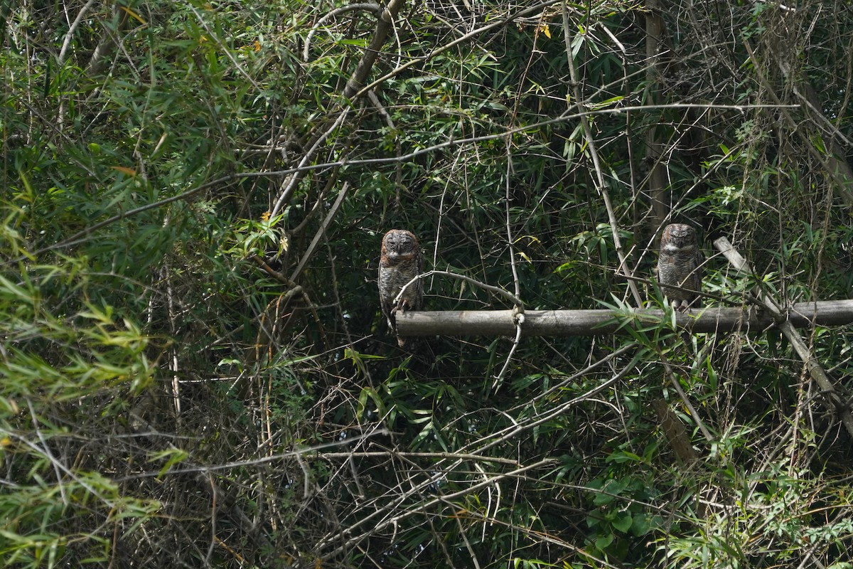 Mottled Wood-Owl - ML638799983
