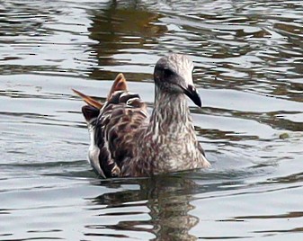Western Gull - ML638799991