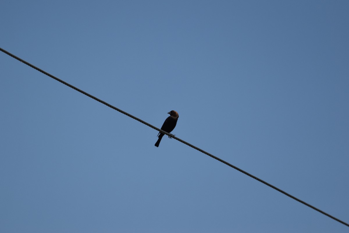 Brown-headed Cowbird - ML638800006