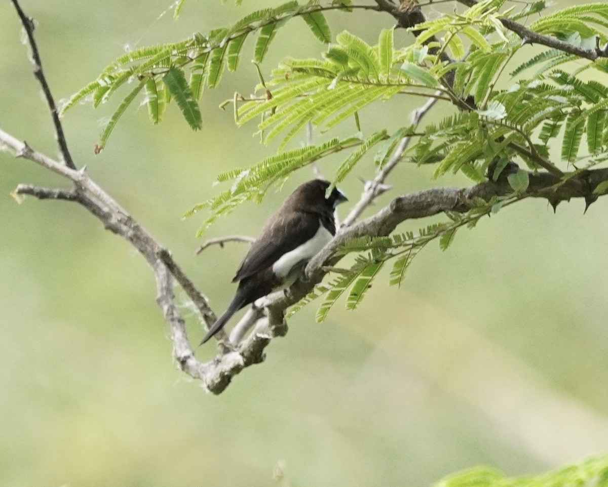 White-rumped Munia - ML638800033