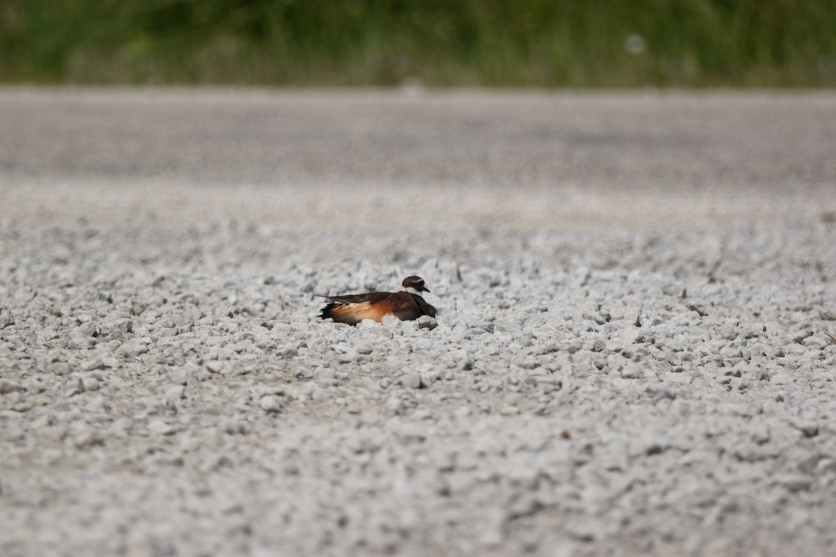 Killdeer - ML638800071