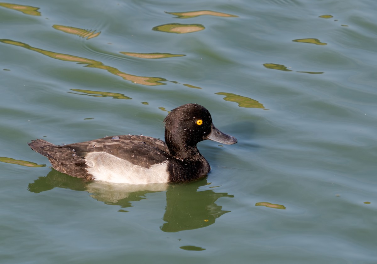 Tufted Duck - ML638800115