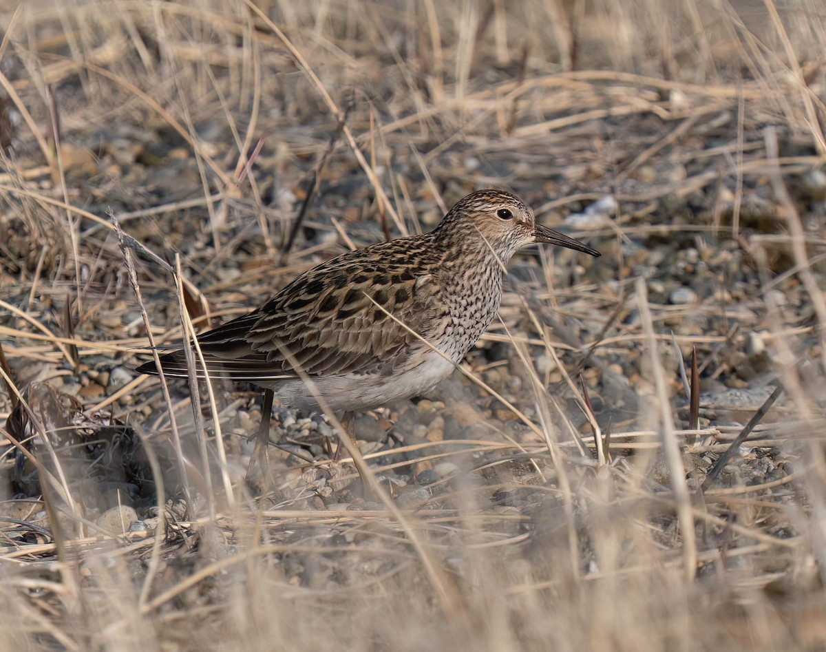 Pectoral Sandpiper - ML638800150
