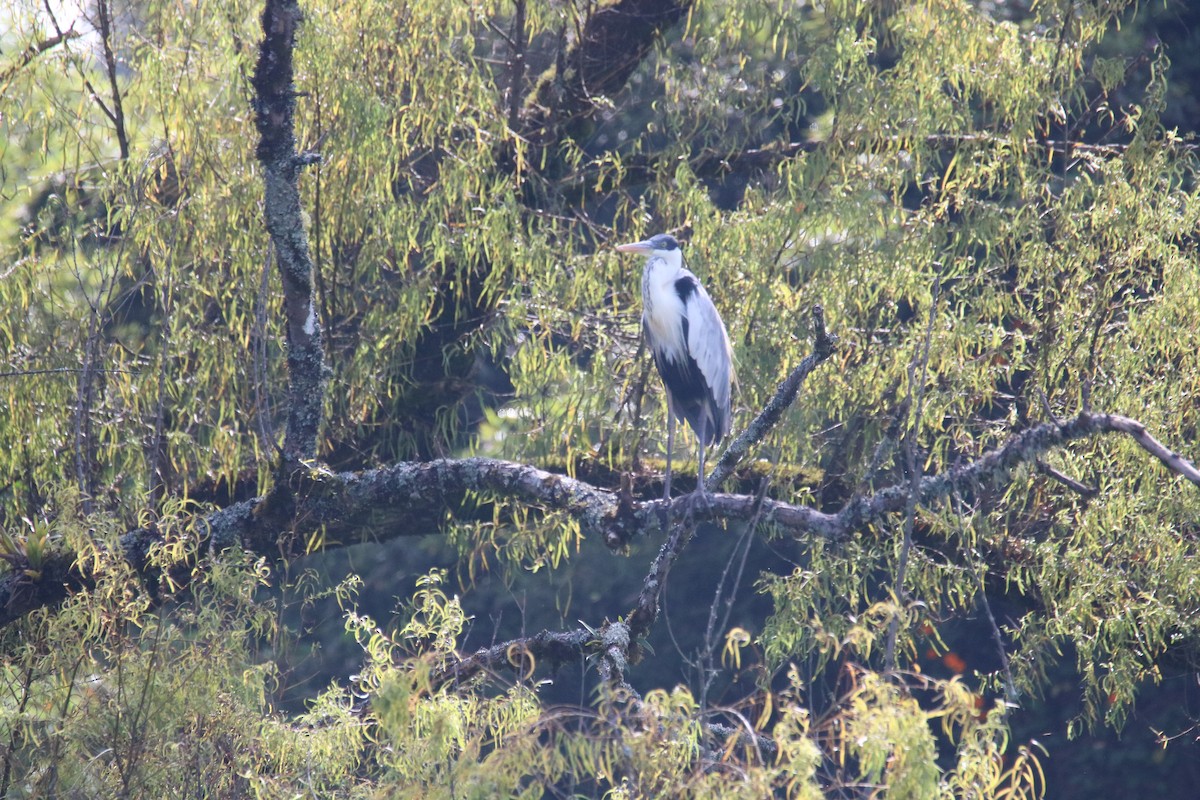 volavka jihoamerická - ML638800183