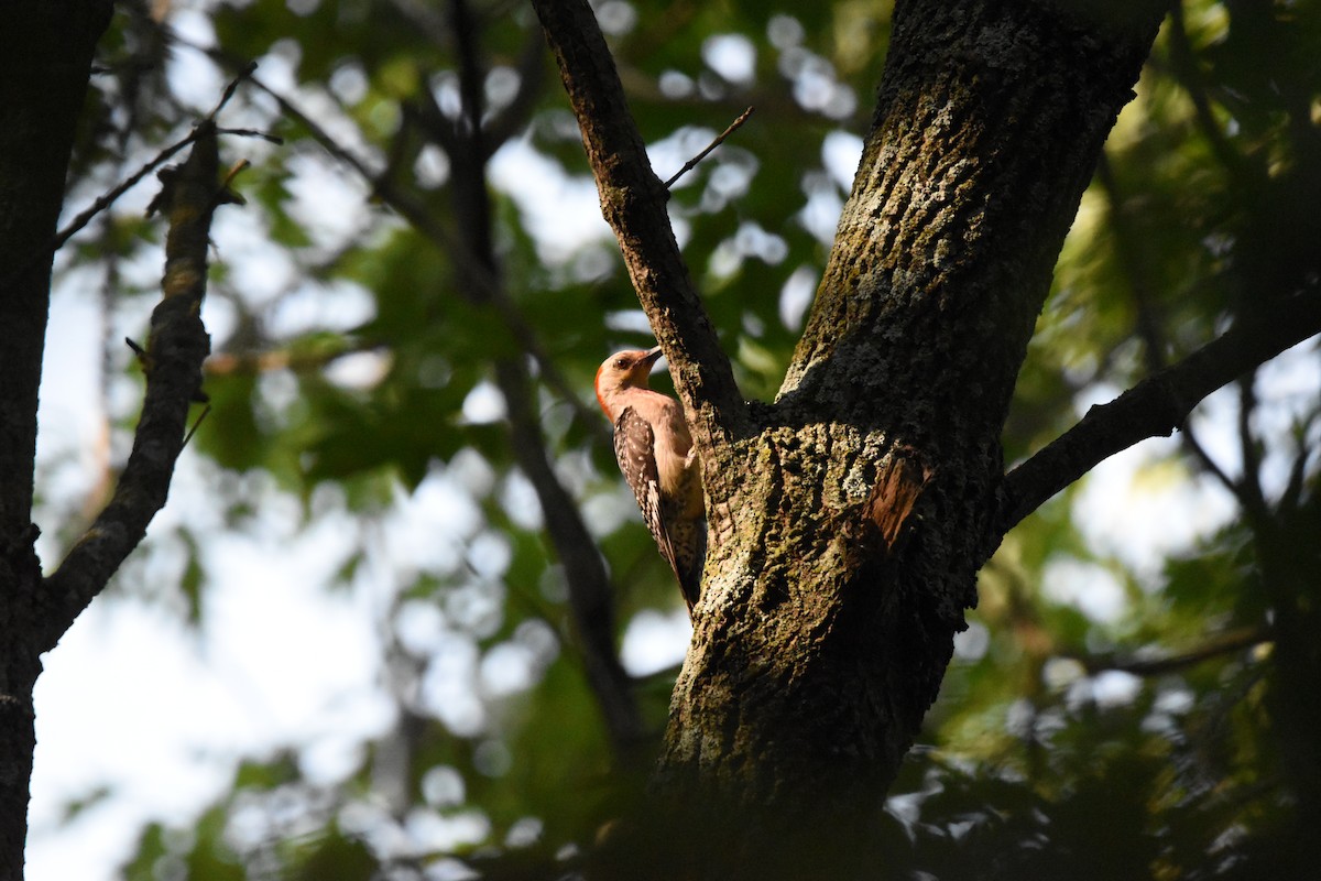 Red-bellied Woodpecker - ML638800197