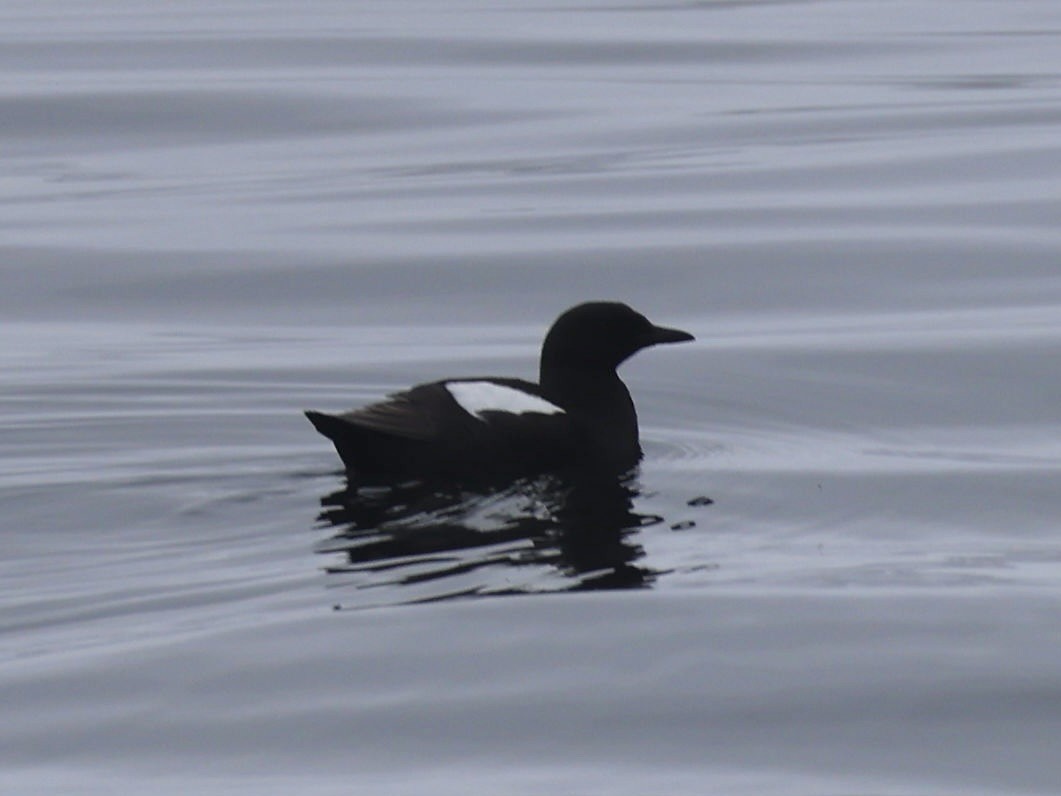 Black Guillemot - ML638800243