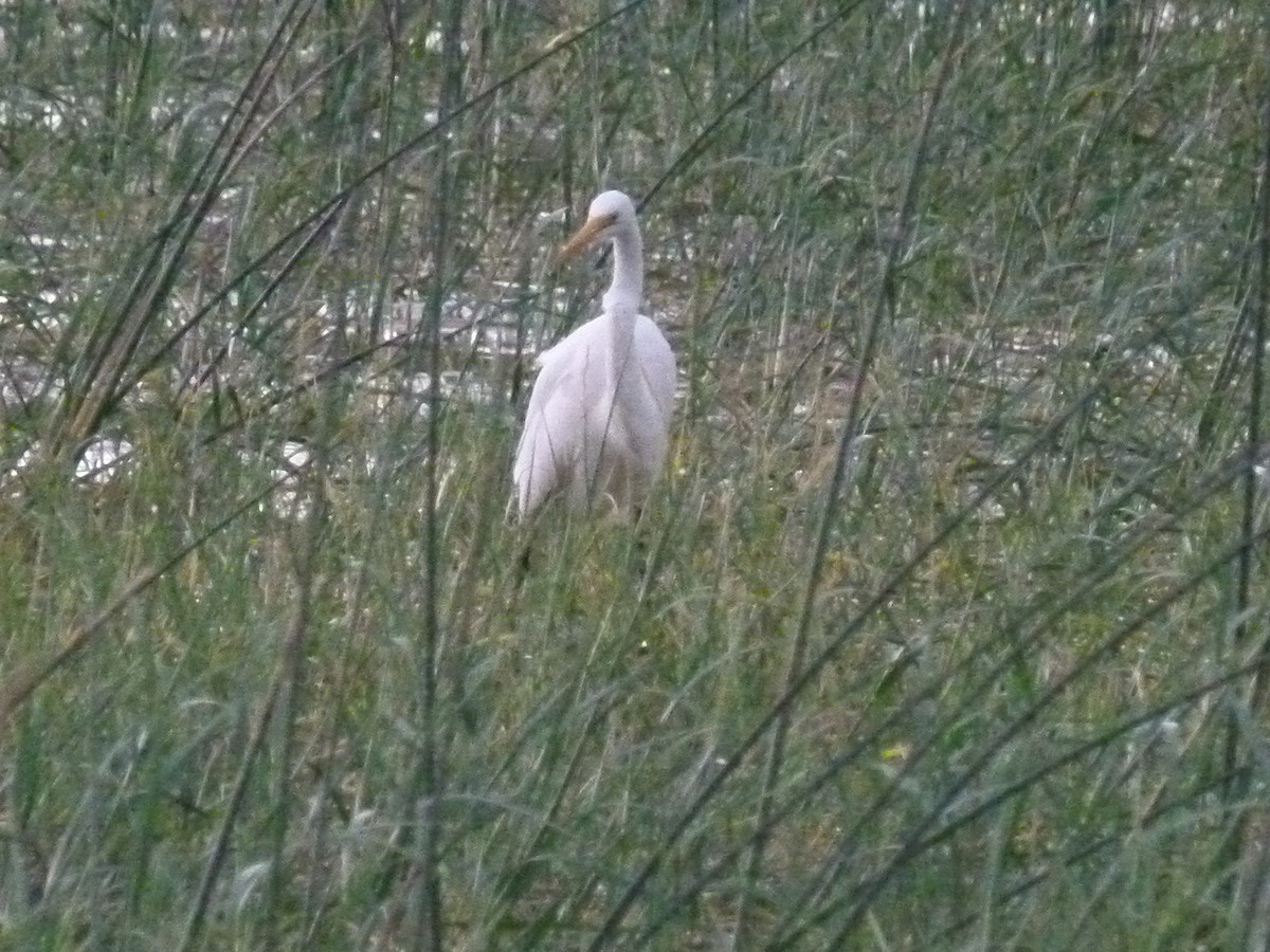 Great Egret - ML638800244