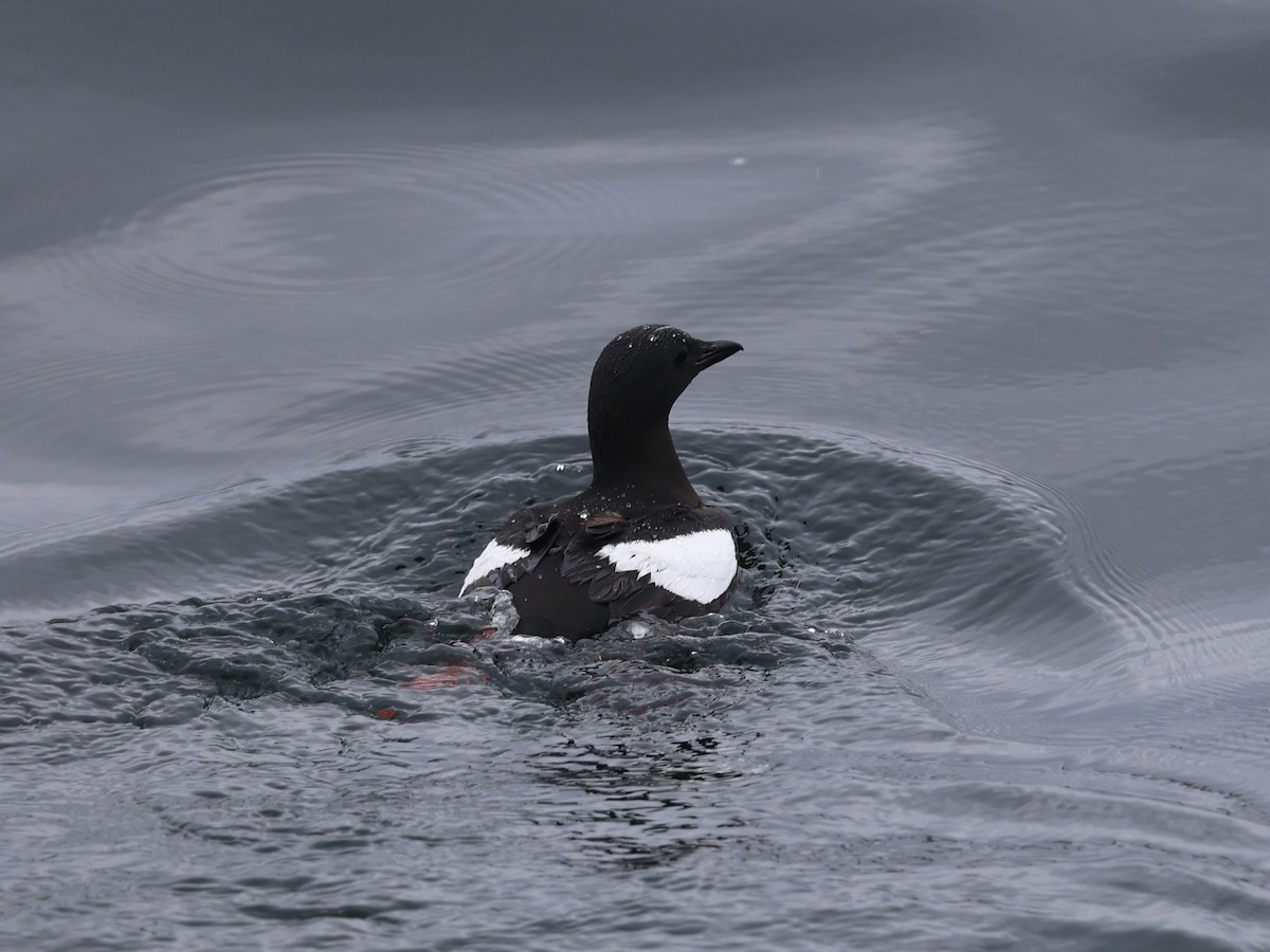 Black Guillemot - ML638800246