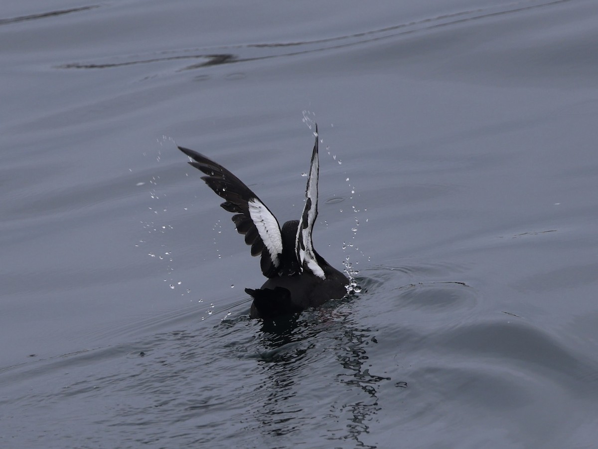 Black Guillemot - ML638800249