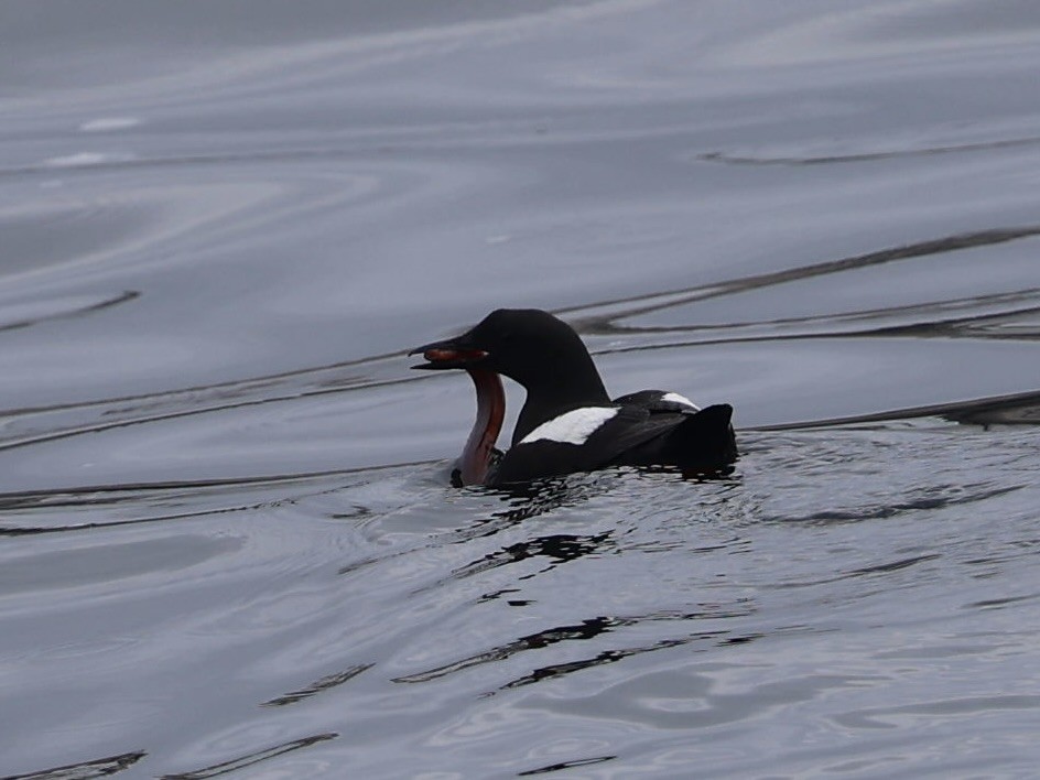 Black Guillemot - ML638800251