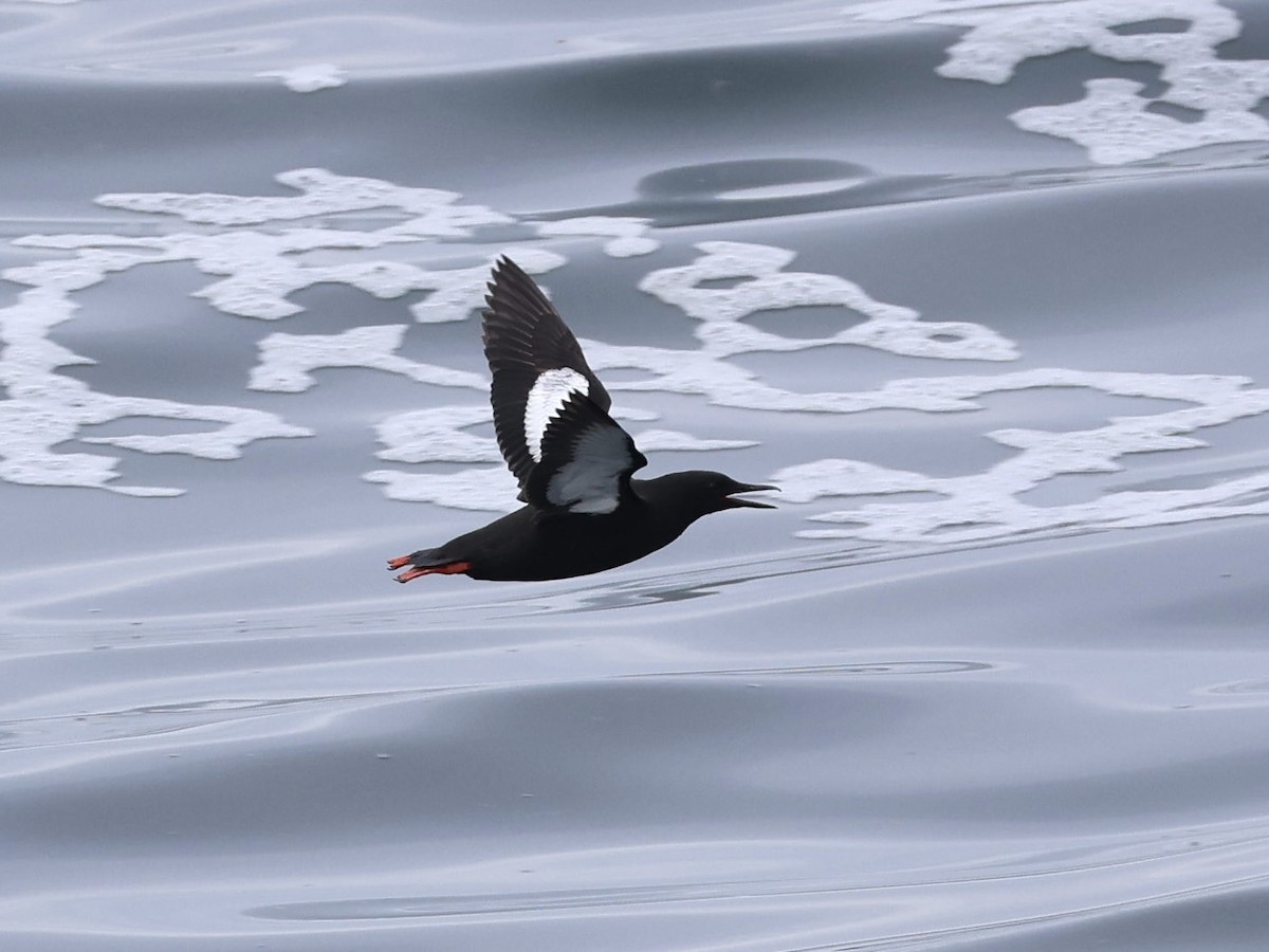 Black Guillemot - ML638800252