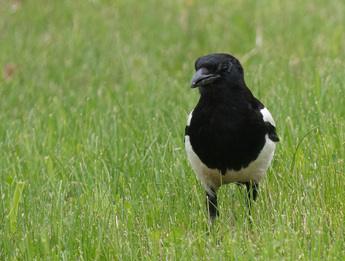 Black-billed Magpie - ML638800253