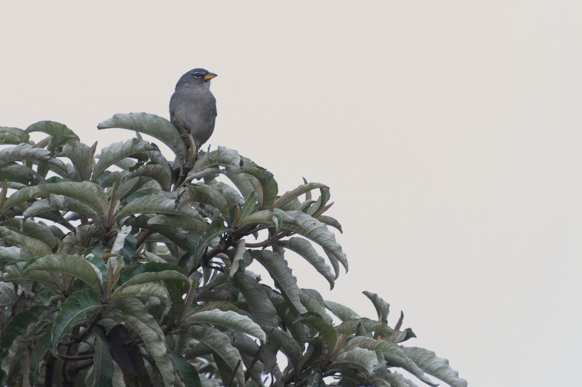 Pale-throated Pampa-Finch - ML638800254